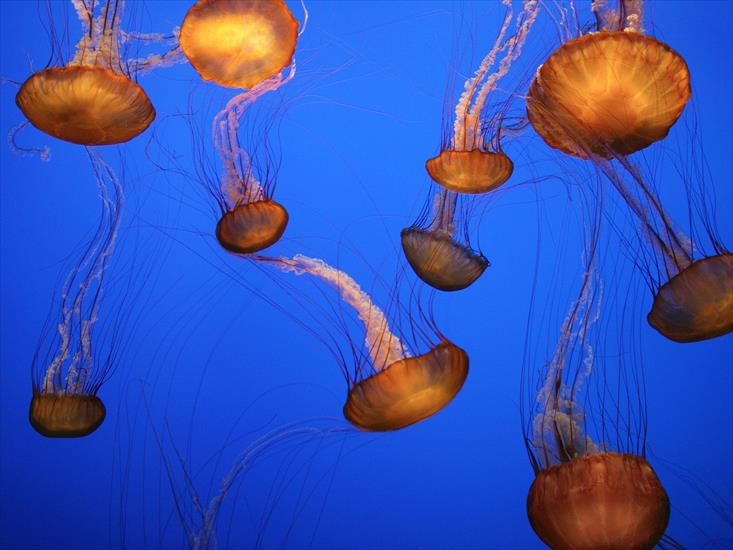 Życie w oceanie - Sea Nettles, Monterey Bay Aquarium, California.jpg