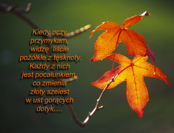 wiersze klio - Gold  leaves .jpg