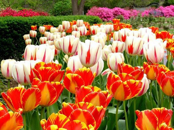 tapety różne - tulipany 117.jpg