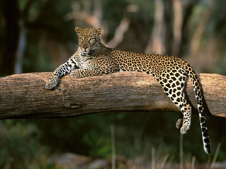  Animals part 2 z 3 - Lazy Leopard, Africa.jpg