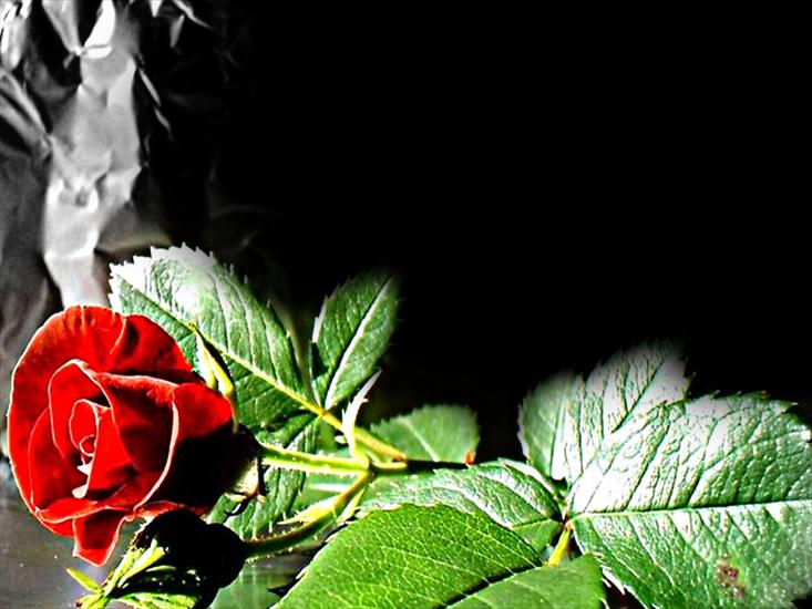 ramki kwiaty - Ramka z róza.png