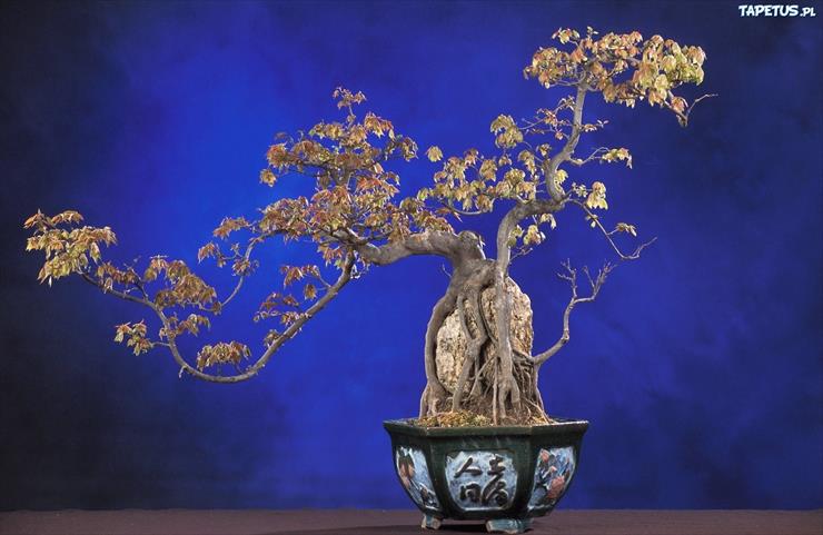 Drzewka Bonsai - 63144_doniczka-drzewko-bonsai.jpg