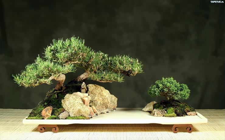 Drzewka Bonsai - 189151_bonsai.jpg