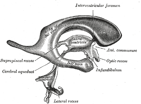 Anatomia - układ komorowy.png