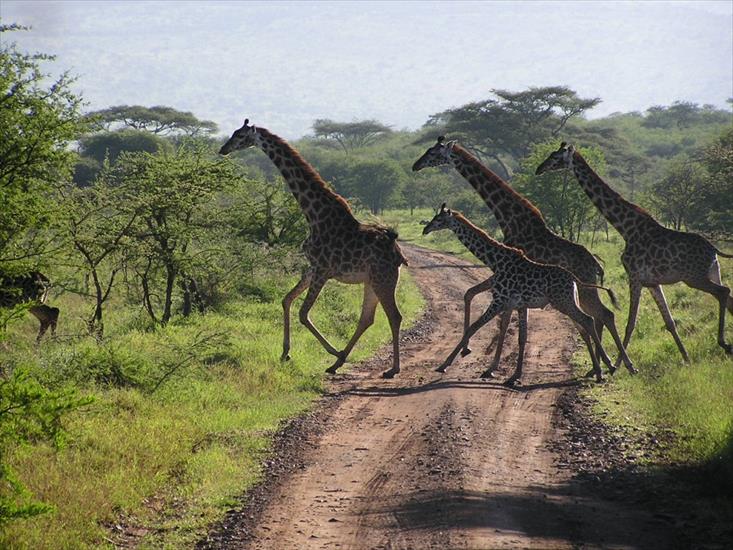100 Najpiękniejszych Miejsc na Świecie - serengeti_migration_5.jpg