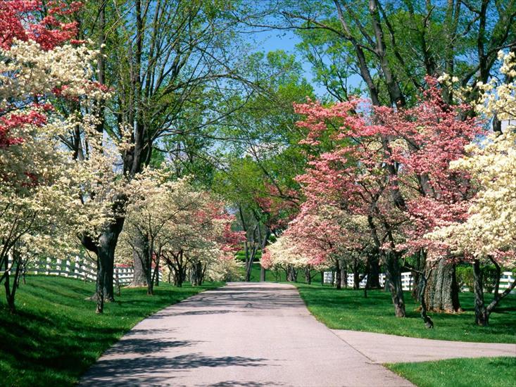 parki i ogrody - Pink and White Dogwood Trees, Lexington, Kentucky.jpg