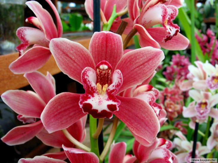 kwiaty - orchidea-122.jpg