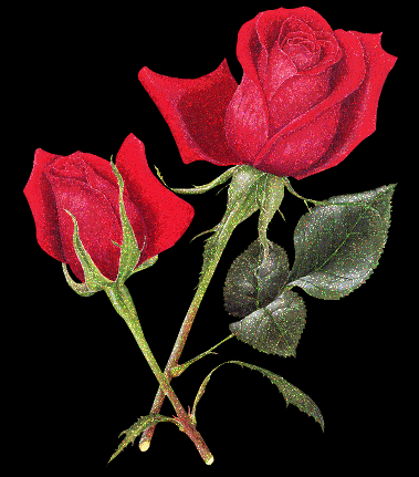 rose - ros007.gif